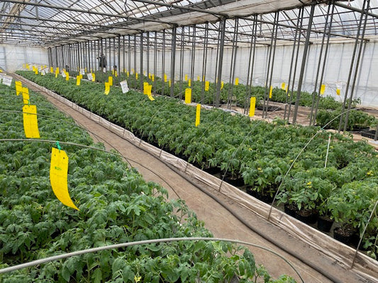 ご予約分野菜苗 出荷が始まりました