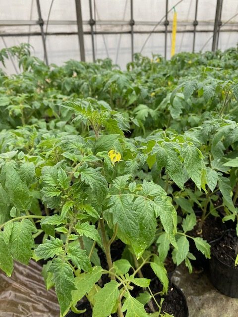野菜苗出荷情報 3/13~