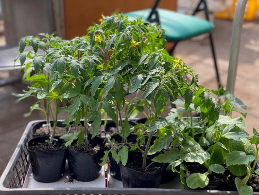 野菜苗出荷情報 3/18~