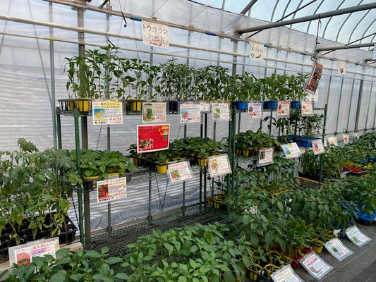 野菜苗販売後半