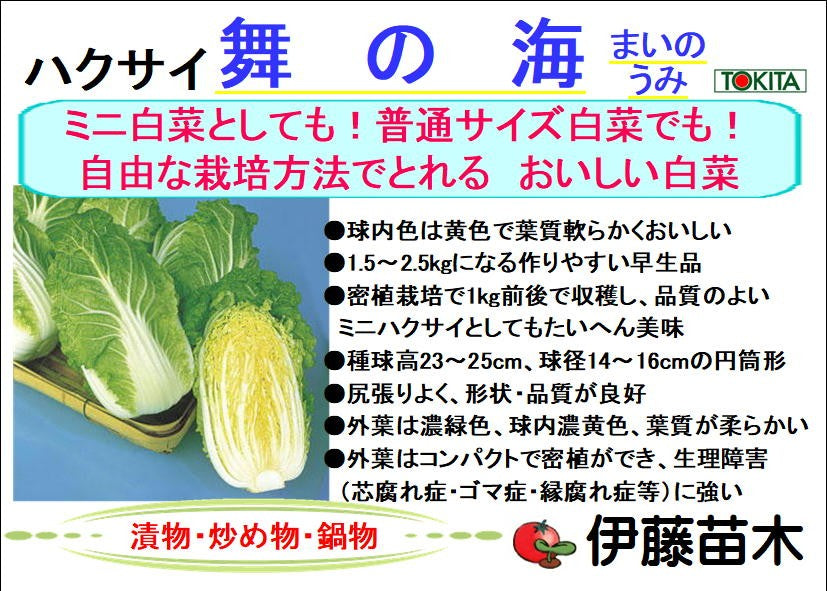 舞の海 白菜
