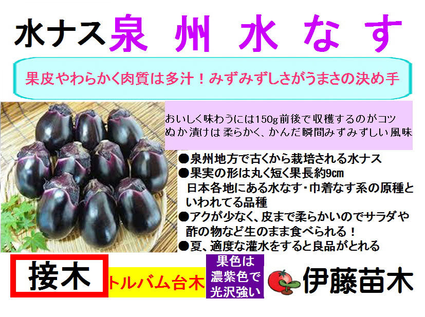 泉州水ナス