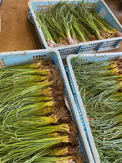 玉ねぎ苗在庫状況について