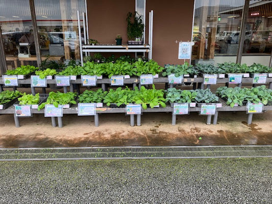 秋冬苗販売 JA西印旛「とれたて産直館印西店」