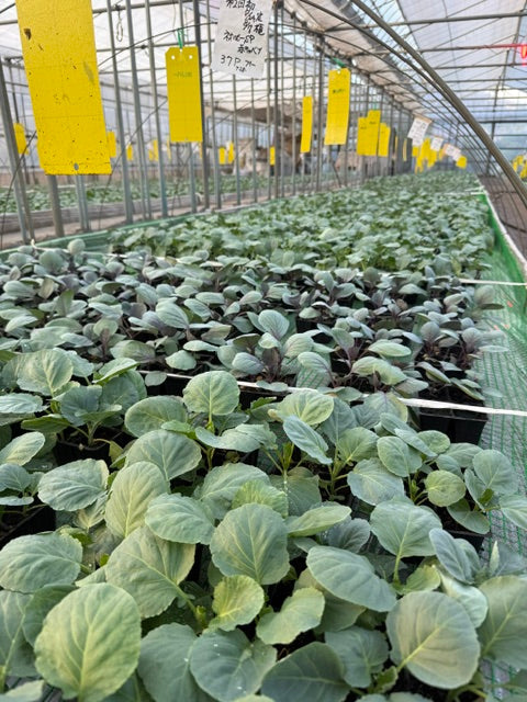 2026　秋冬野菜苗情報