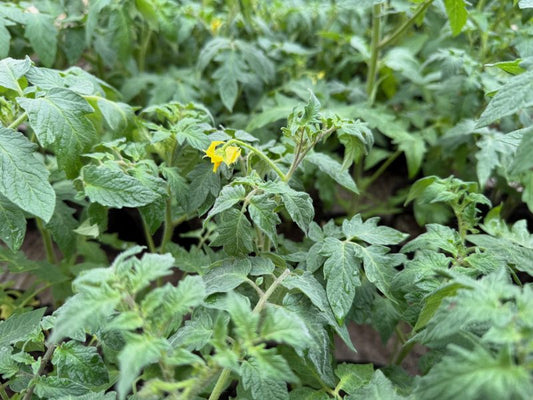 野菜苗出荷情報　3/12～
