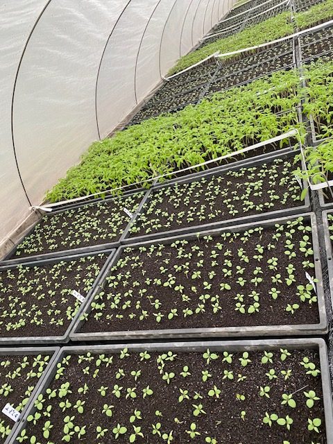 野菜苗生産の様子