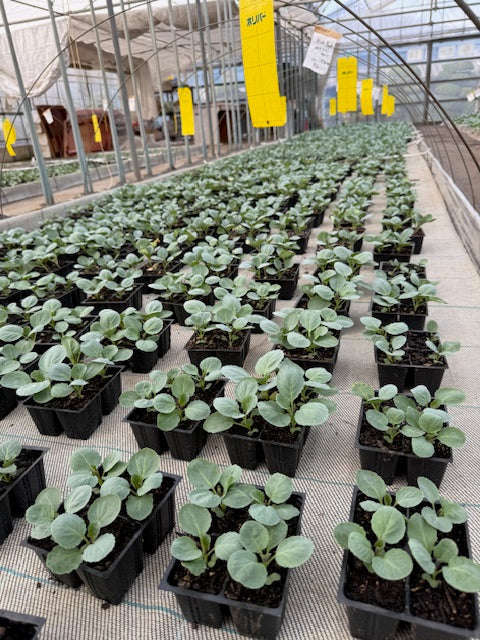 2026　秋冬野菜苗情報