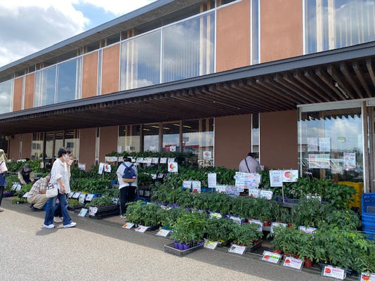 JA西印旛「とれたて産直館印西店」苗販売