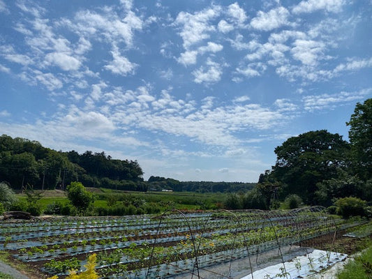 伊藤苗木 野菜苗ハーブ苗 情報 6/19～