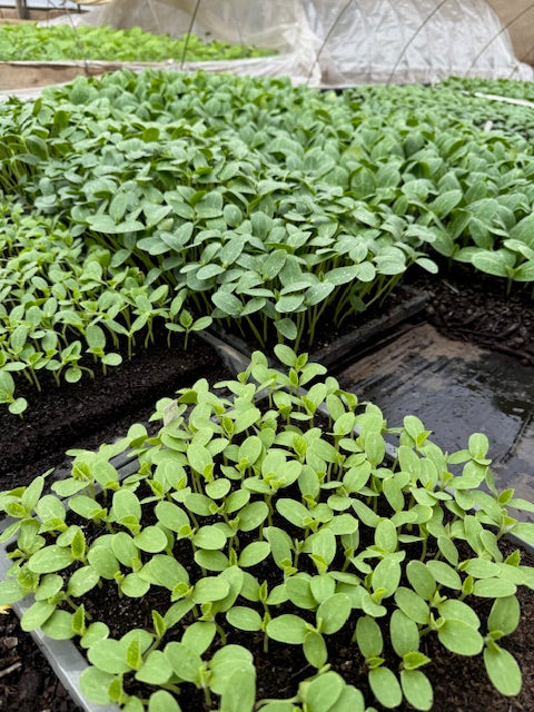 2026年 野菜苗 品種発表