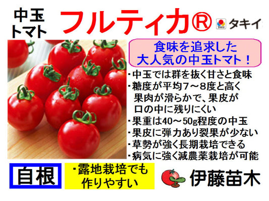 フルティカ（断根自根）
