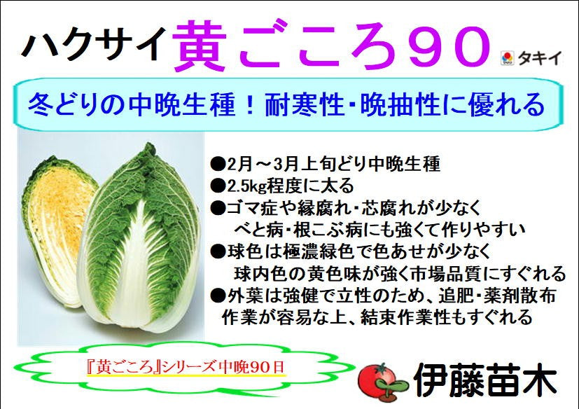 黄ごころ90 白菜