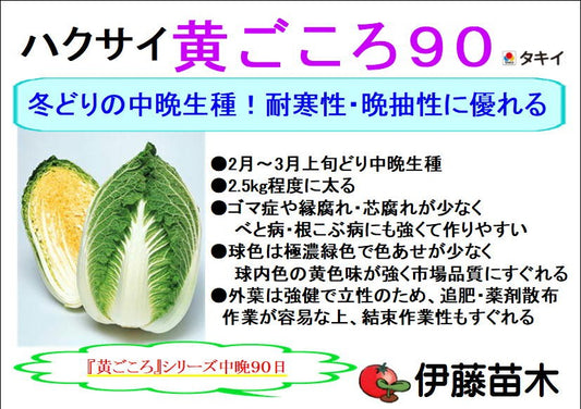 黄ごころ90 白菜