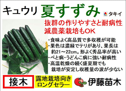 夏すずみ