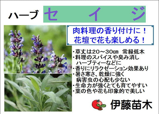 セイジ