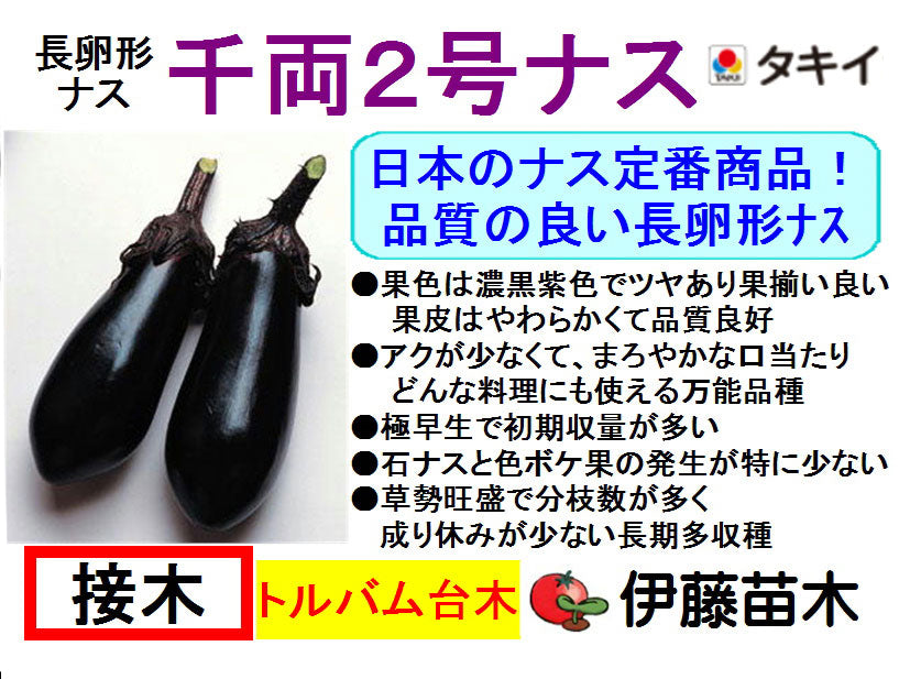 千両2号（断根接木）