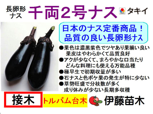 千両2号（断根接木）