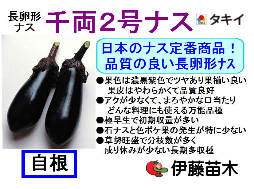 千両2号（自根）