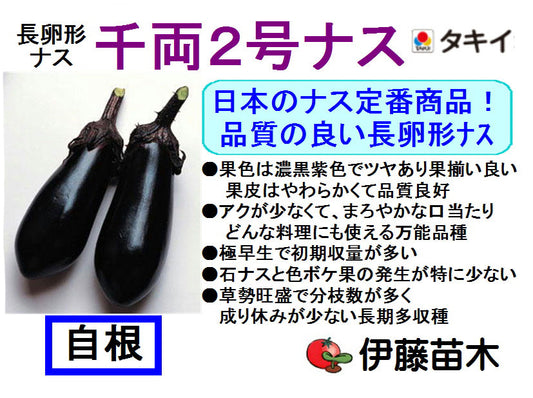 千両2号（自根）