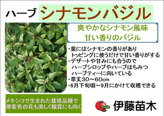 シナモンバジル