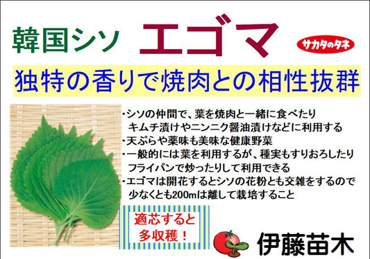 エゴマ