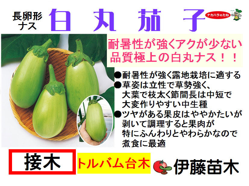 白丸茄子