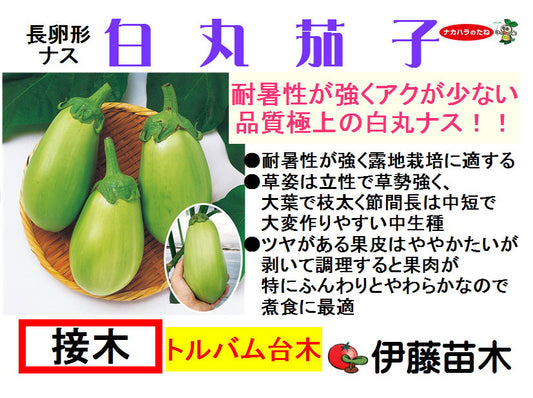 白丸茄子