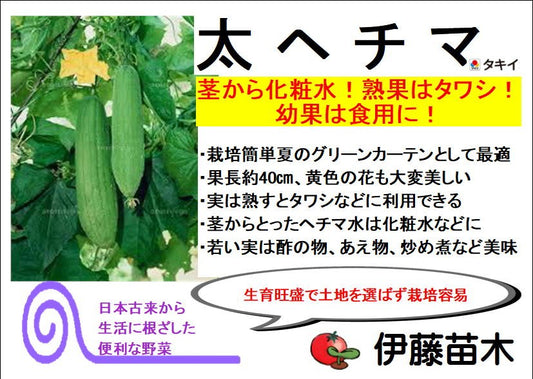 太ヘチマ