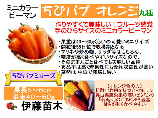 ちびパプオレンジ