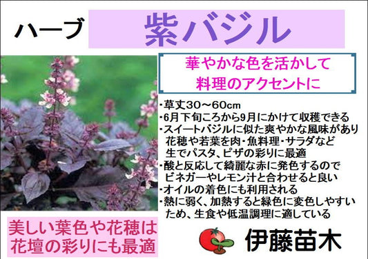 紫バジル