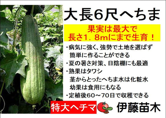 大長６尺へちま