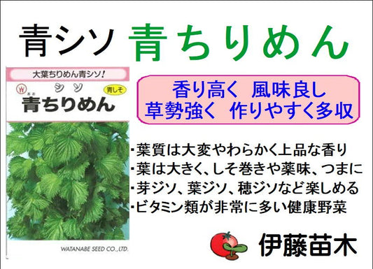 青ちりめん