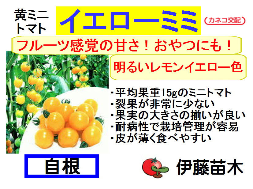 イエローミミ（断根自根）