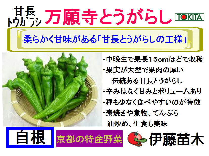 万願寺とうがらし