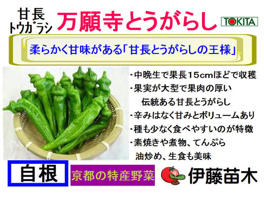 万願寺とうがらし