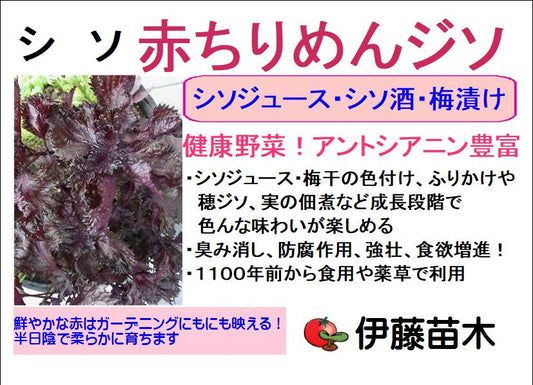 赤ちりめんジソ