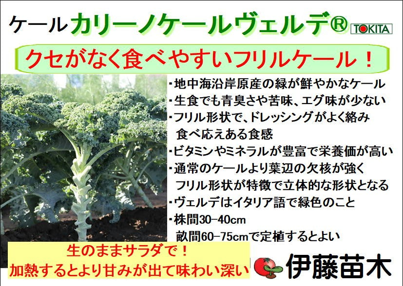 カリーノケールヴェルデ® ケール