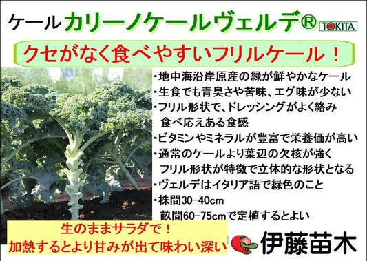 カリーノケールヴェルデ® ケール
