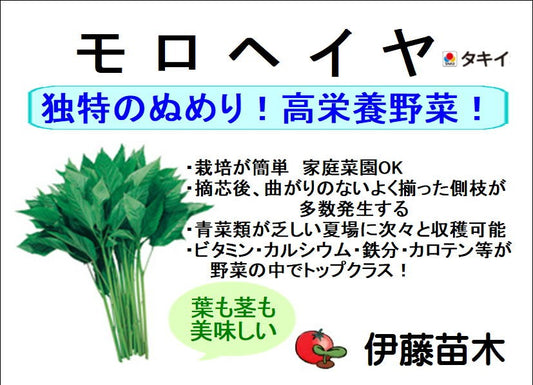 モロヘイヤ