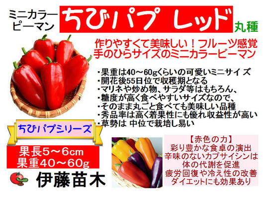 ちびパプ赤