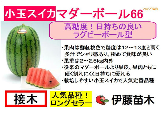 マダーボール66