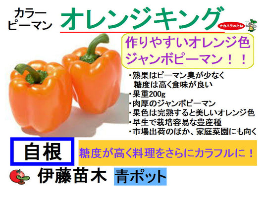 オレンジキング
