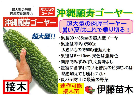 沖縄願寿ゴーヤー