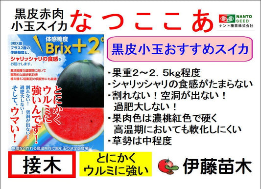 なつここあ