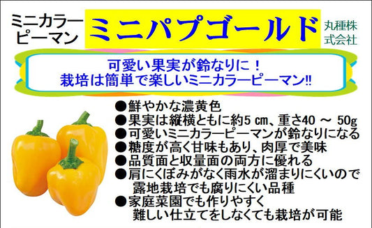 ミニパプゴールド