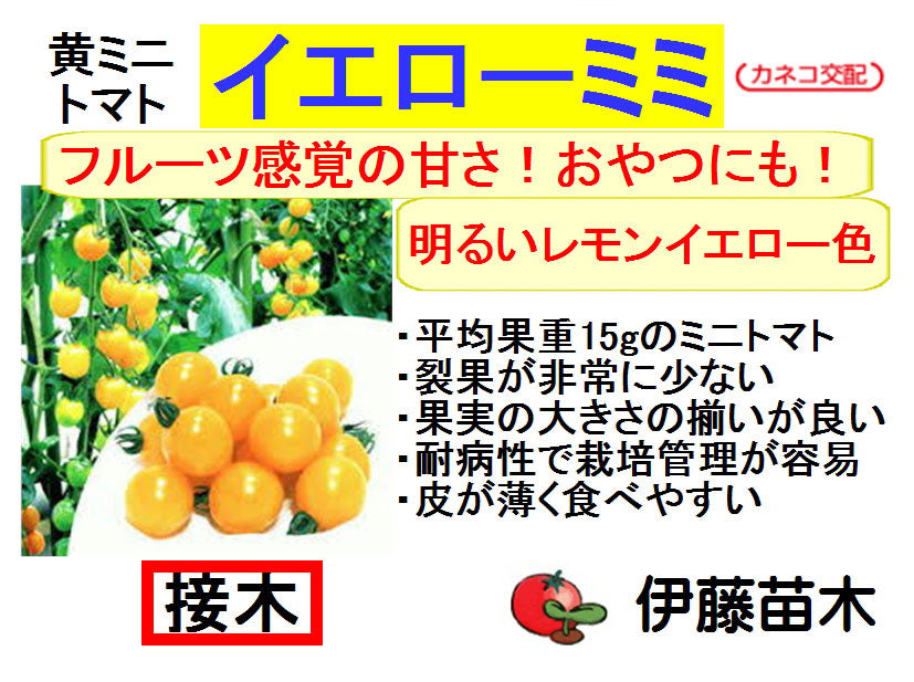 イエローミミ（断根接木）