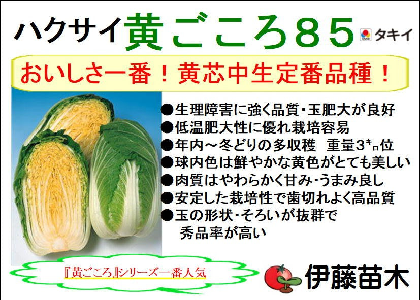 黄ごころ85 白菜