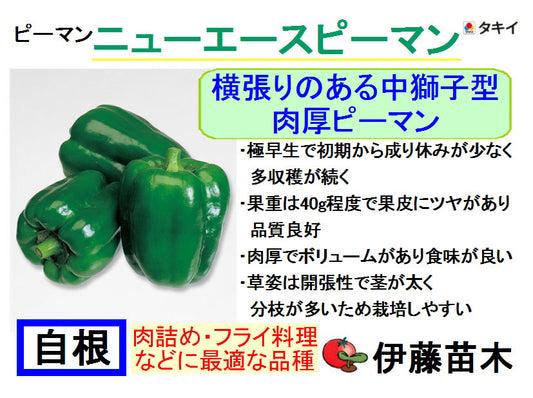 ニューエース