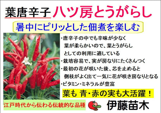 八ツ房とうがらし